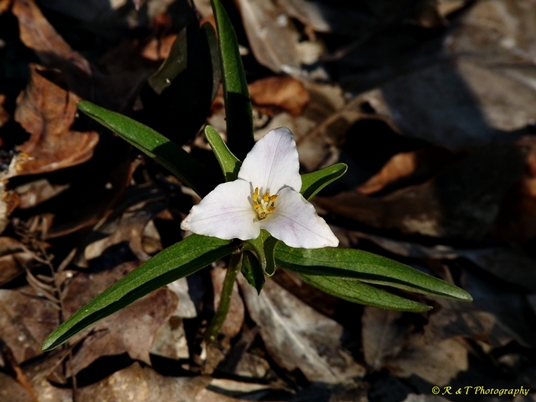 {Trillium georgianum}